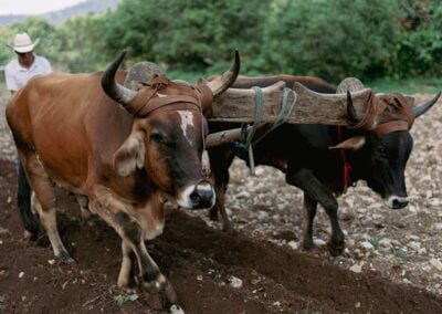 Hike & Swim @ Iconic Apoala Waterfalls 4 A man controlling two cows