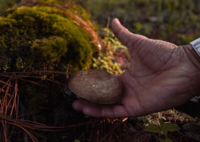 mushroom forest ixtepeji
