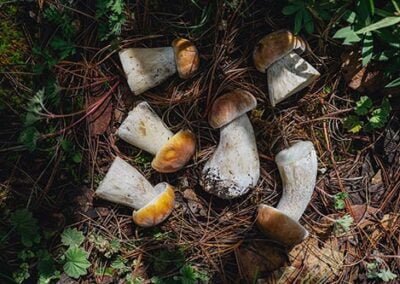 Six mushrooms on the ground