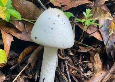 mushroom ixtepeji oaxaca tours 1