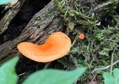 mushroom sierra norte oaxaca ixtepeji