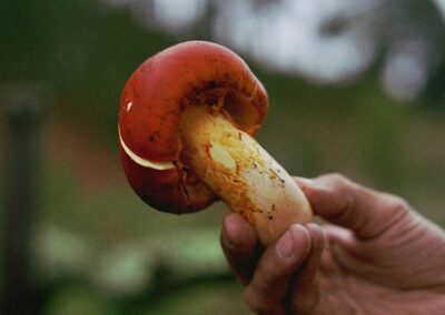 A man holding a mushroom