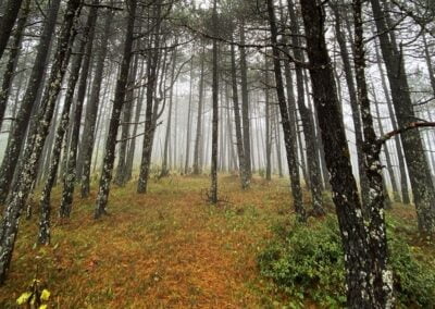 Forest in Sierra Norte