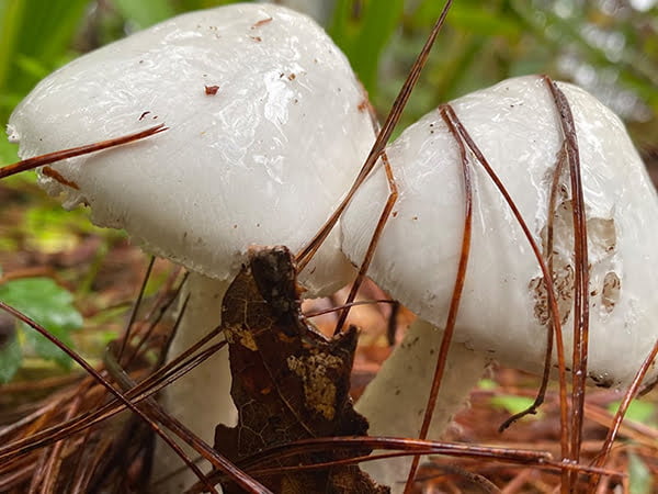 oaxaca mushroom tour