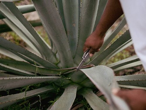 Mezcal Oaxaca Itinerary