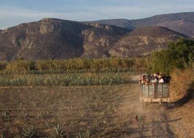 Mezcal oaxaca tour