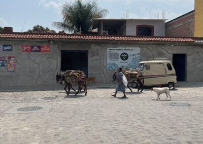 A person with donkeys