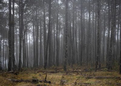 Foggy forest