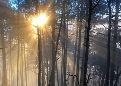 Sunlight go through the tree trunks