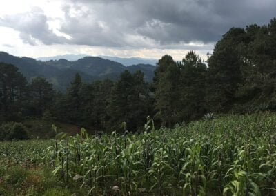 corn field