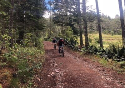 People riding a bike in the forest