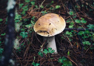 Mushrooms in the forest