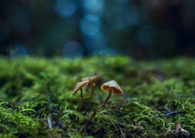 Mushrooms in the forest