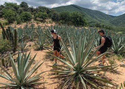 Agave plant