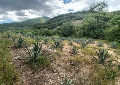 mezcal field