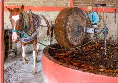 mezcal horse