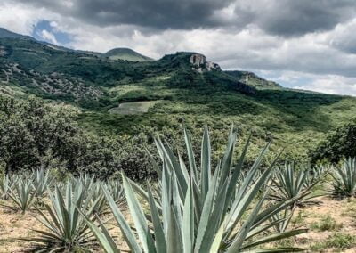 mezcal sights