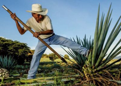 a man in a cowboy hat using a hoe to cut a plant