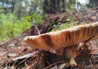 Epic hike on ancient trail, Latuvi - Lachatao 7 mushroom oaxaca sierra norte
