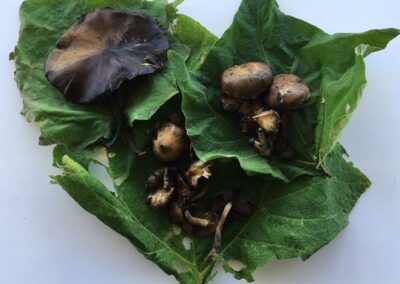 mushroom oaxaca tour