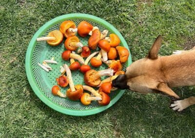 Epic hike on ancient trail, Latuvi - Lachatao 8 A dog eating mushrooms