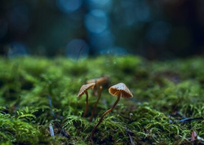 mushrooms oaxaca