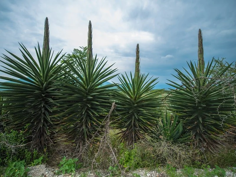 neta-agave neta agave