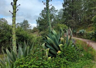 tour sierra noerte oaxaca