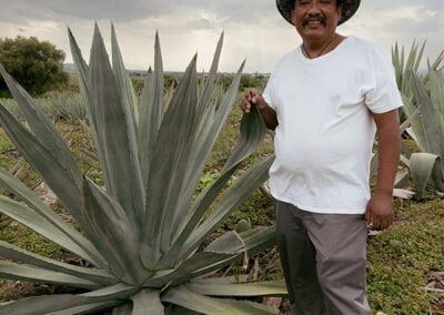 a man standing in a field of agave plants