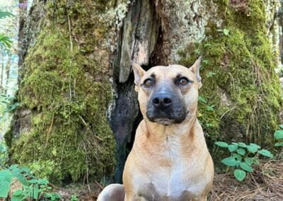 Lulu coyote aventuras hike rescue dogs oaxaca