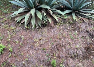 agave dogs oaxaca mexico