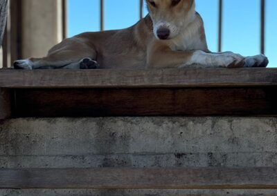 arepa rescue dog coyote aventuras