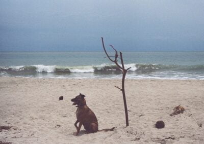A rescue dog sitting on the beach