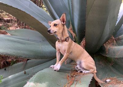 chihuahua agave oaxaca