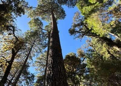 Trees view from below