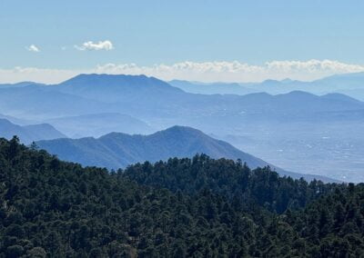 Forest view from afar with mountains in the background