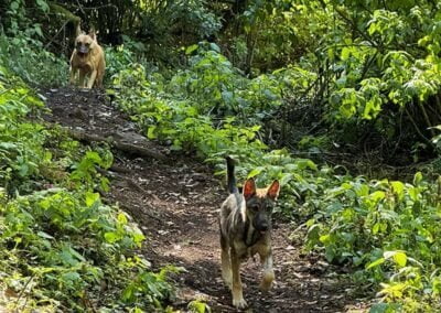 Rescue dogs walking in the forest
