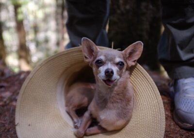 caravana canina hiking