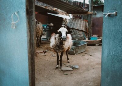 teotitlan day of the dead lamb