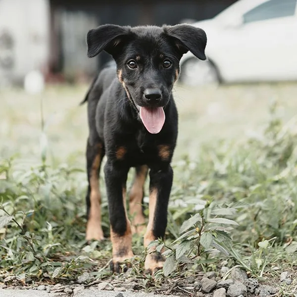 street dog difference