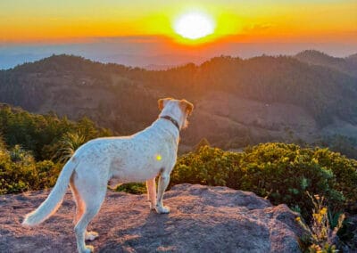 mtb theworld oaxaca galeria sunset tour dog