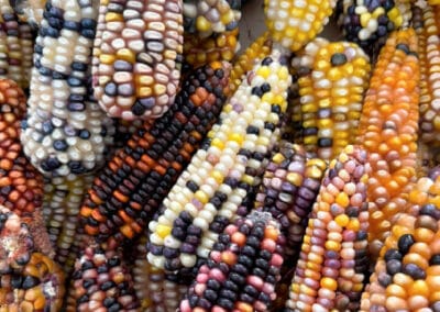 simply oaxaca gallery tour mexican food corn 11.23.54