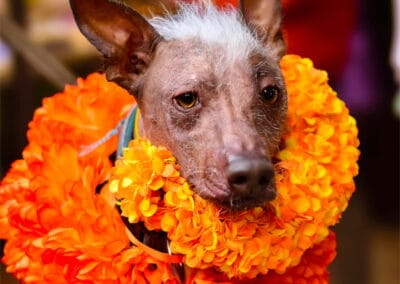 dia de muertos atzompa oaxaca tour gallery 4