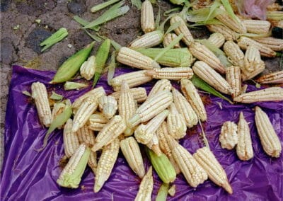 oaxaca city tour gallery 5