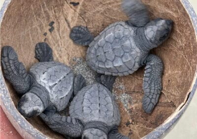 mazunte ventanilla oaxaca tour gallery 13