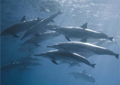 mazunte ventanilla oaxaca tour gallery 16